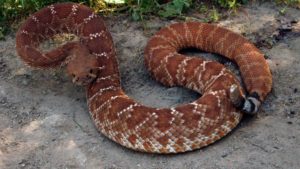 Rattlesnake at close range